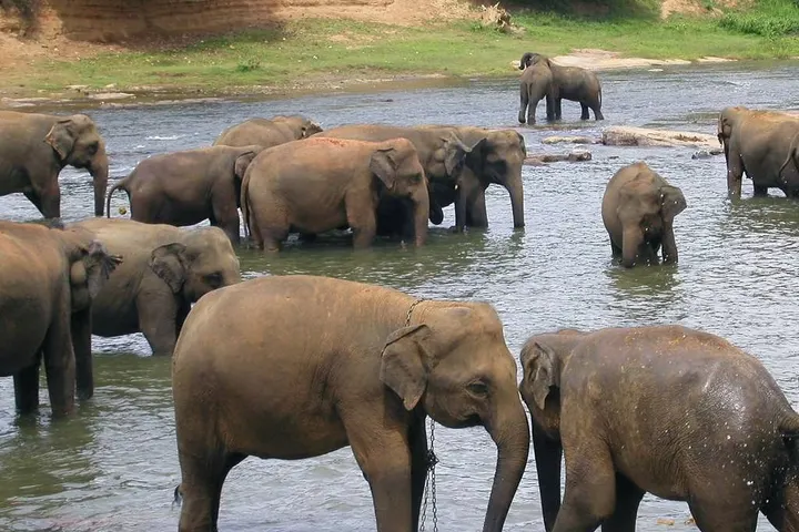 Elephants bathing in a river, Sri Lanka